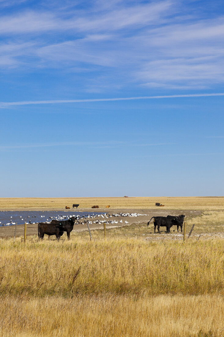 Kanada, Saskatchewan, am Highway 15 Landschaft, Rinder