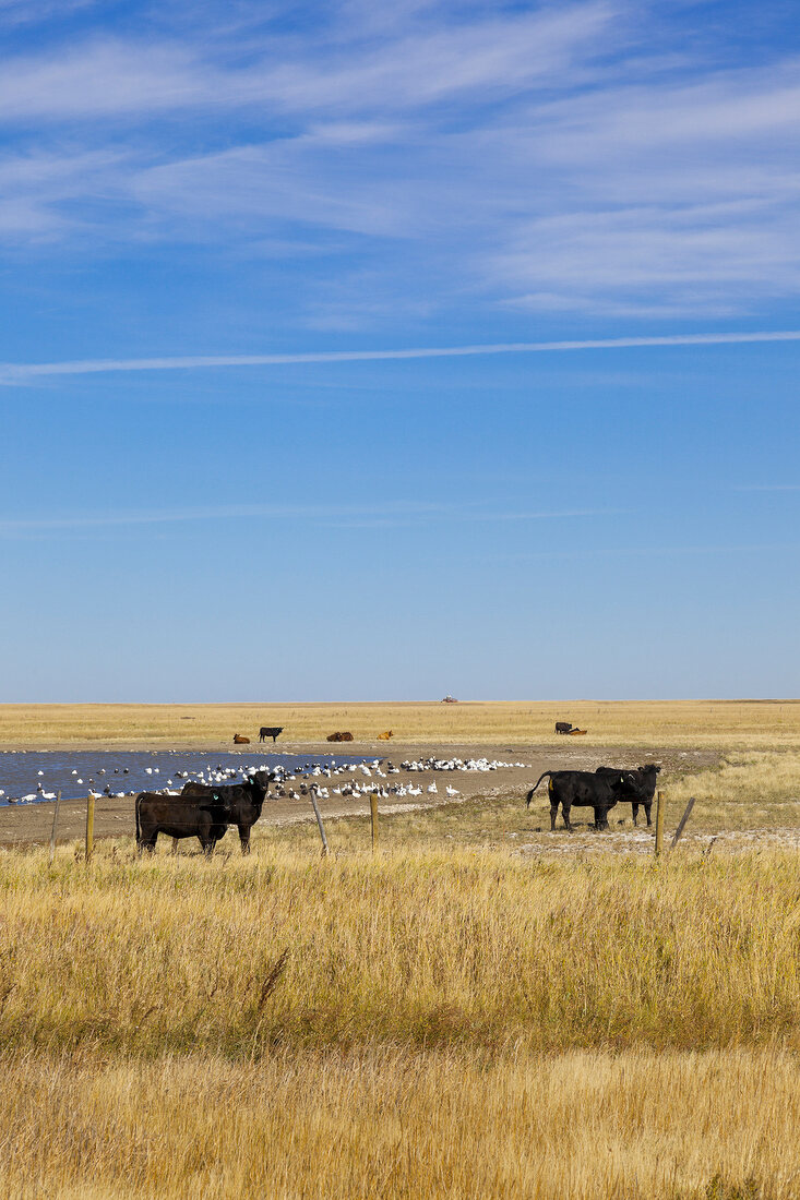 View of cattle on landscape near on Highway 15, Saskatchewan, Canada