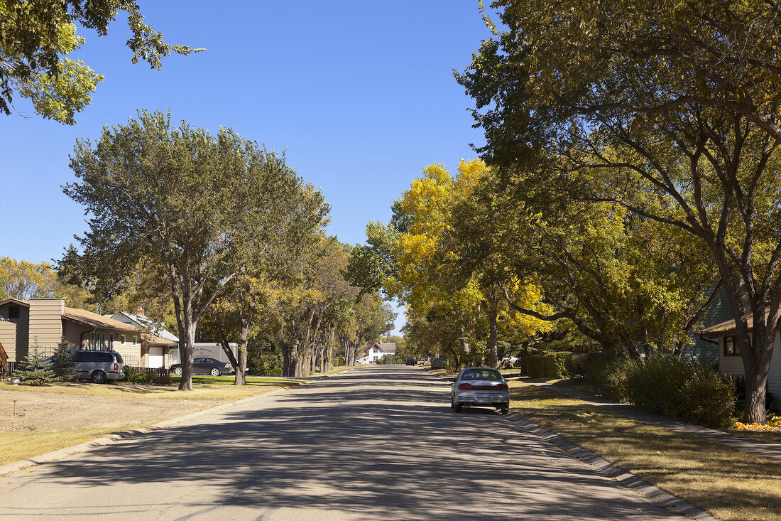 View of road with tree lined and shade at Strasbourg, Saskatchewan, Canada