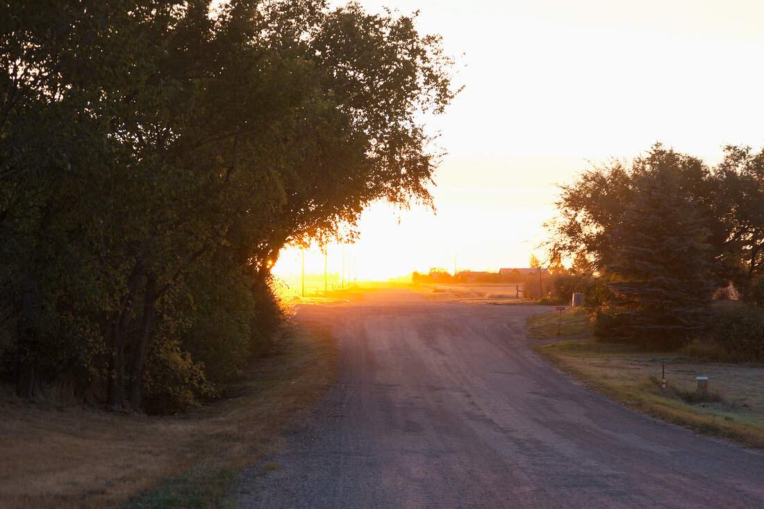 View of road and trees in Moose Jaw at morning light, Saskatchewan, Canada