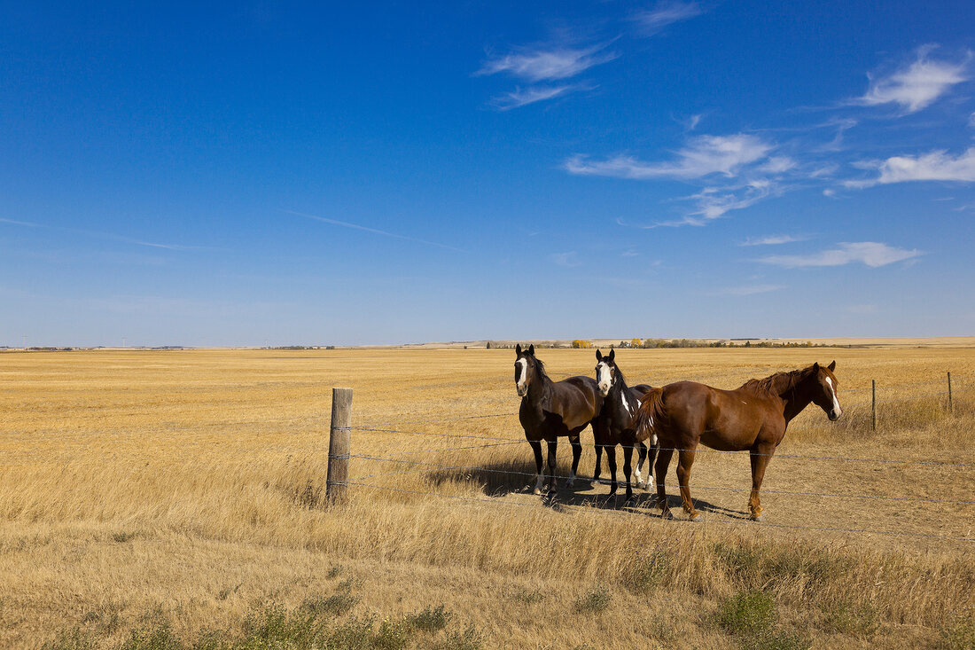 Kanada, Saskatchewan, Ortschaft Ceylon, am Highway 6 South, Pferde