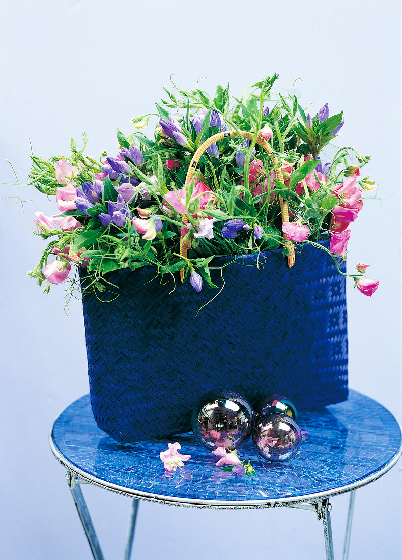 Blue basket with colourful sweet pea plant and gentiana on table