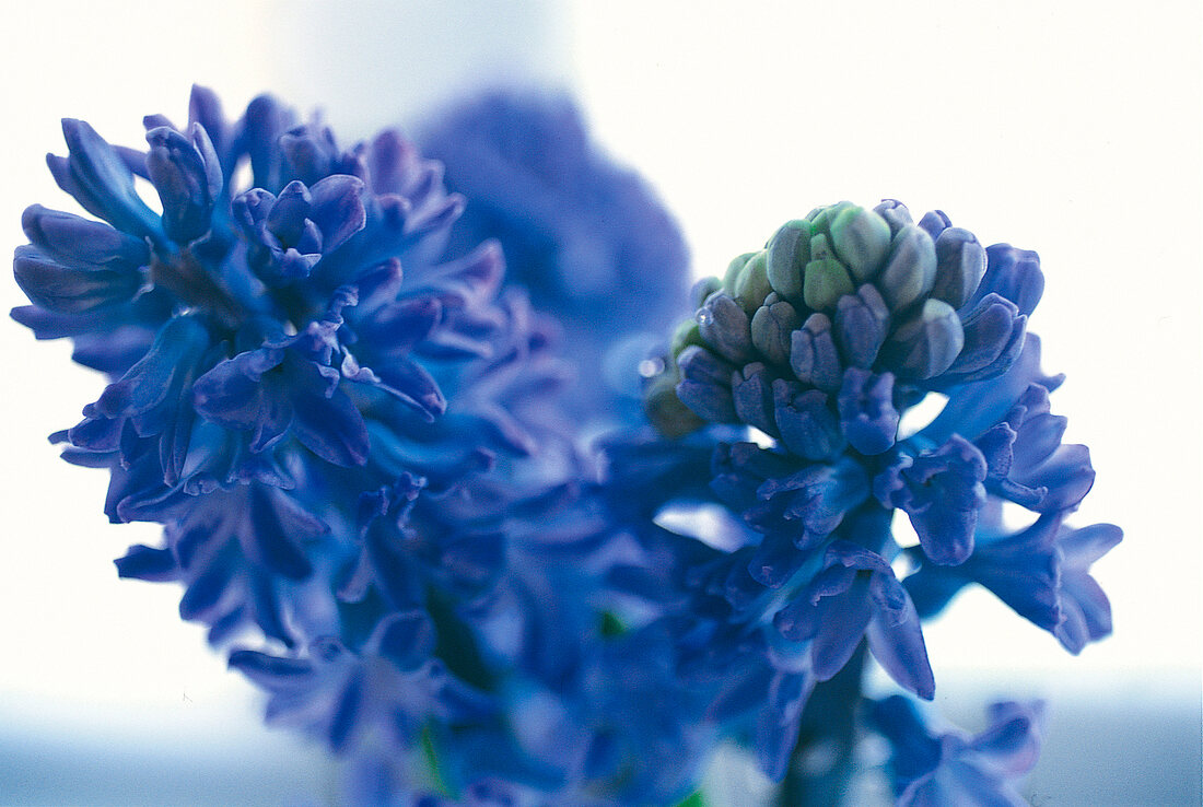 Vasenspaß, Hyazinthe in lila blau