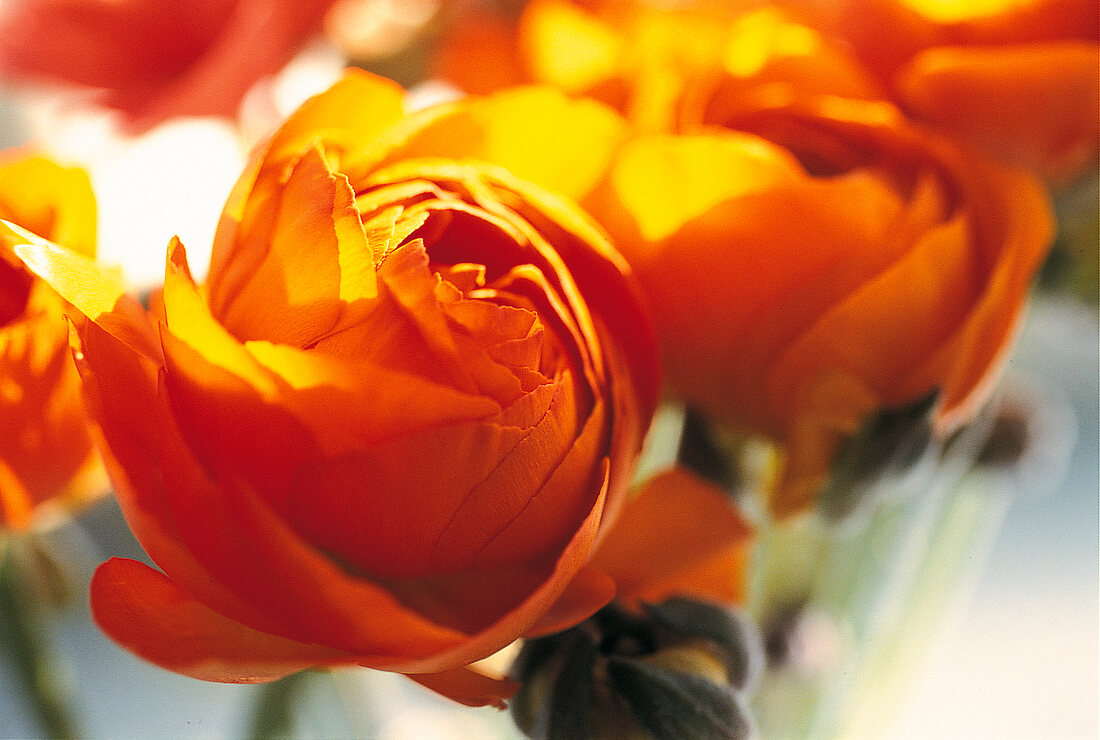 Vasenspaß, Ranunkel in orange Hahnenfuß