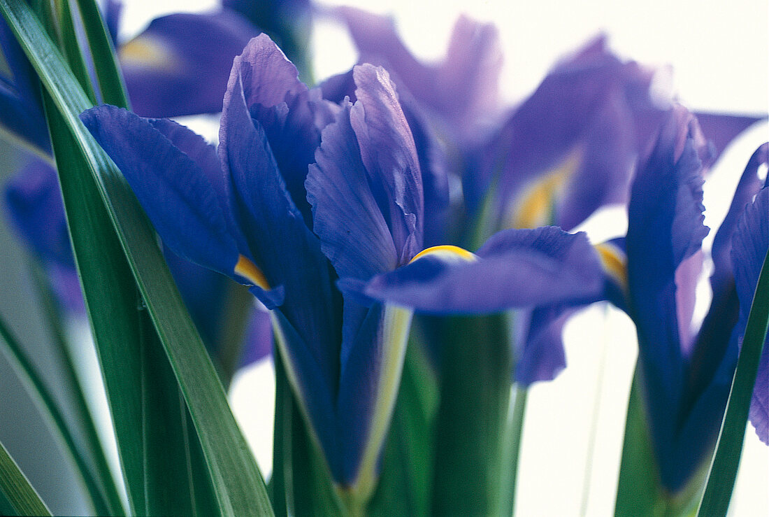 Vasenspaß, Iris in blau-lila