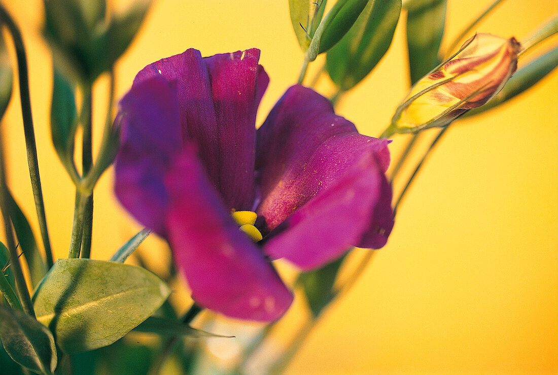 Vase fun, sweet pea in purple violet, blue, Lathyrus odoratus