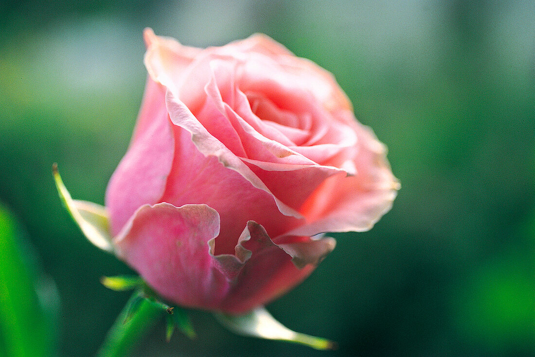 Vasenspaß, rosa Rose, Rosa-Hybriden