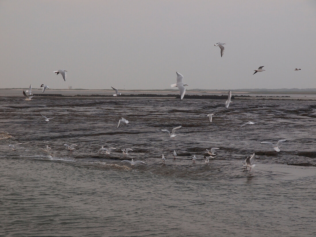 View of north seagulls flying on Gorch Fock, Lower Saxony, Germany