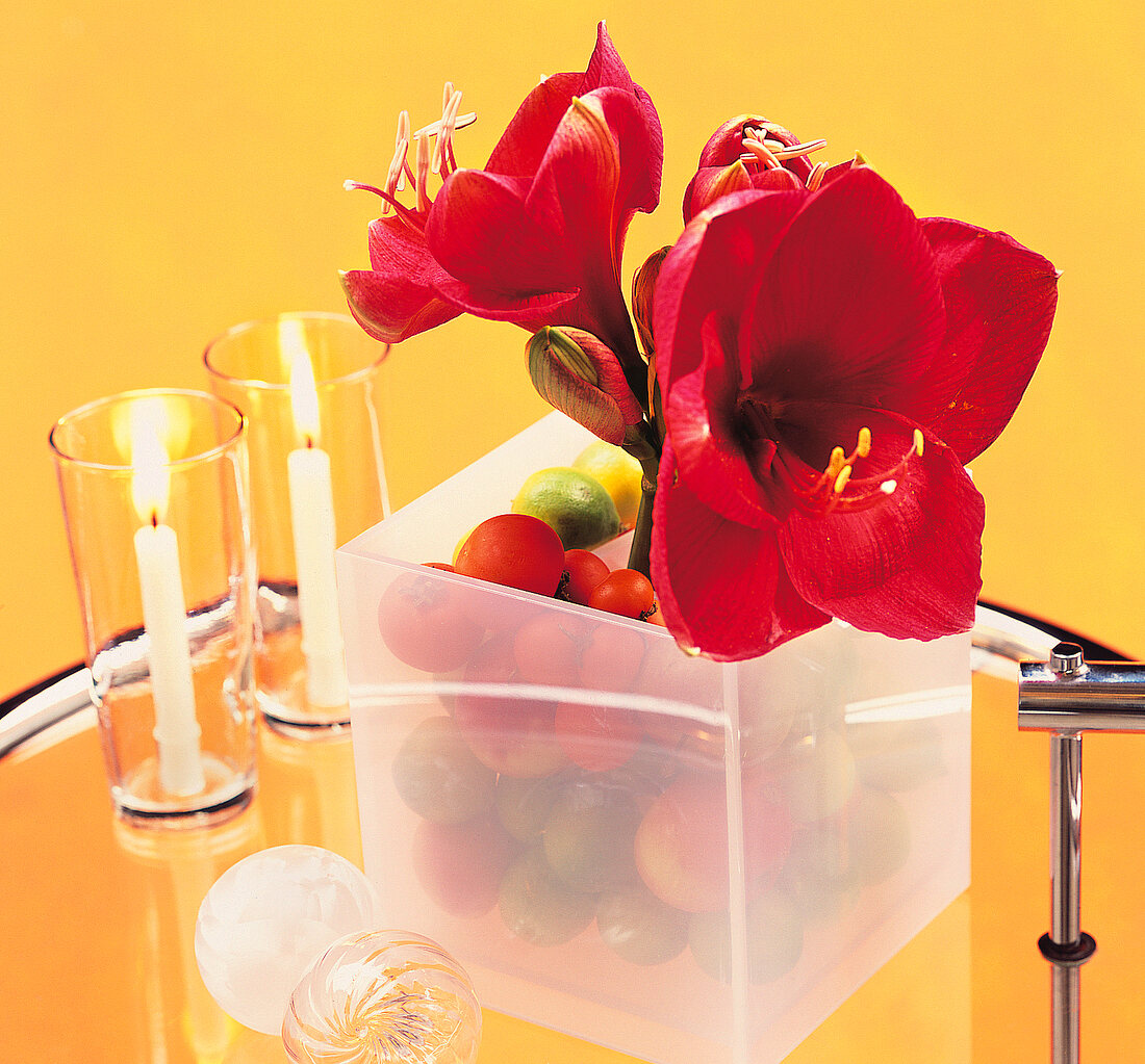 Vase fun, amaryllis, red, in plastic box, candles, decoration