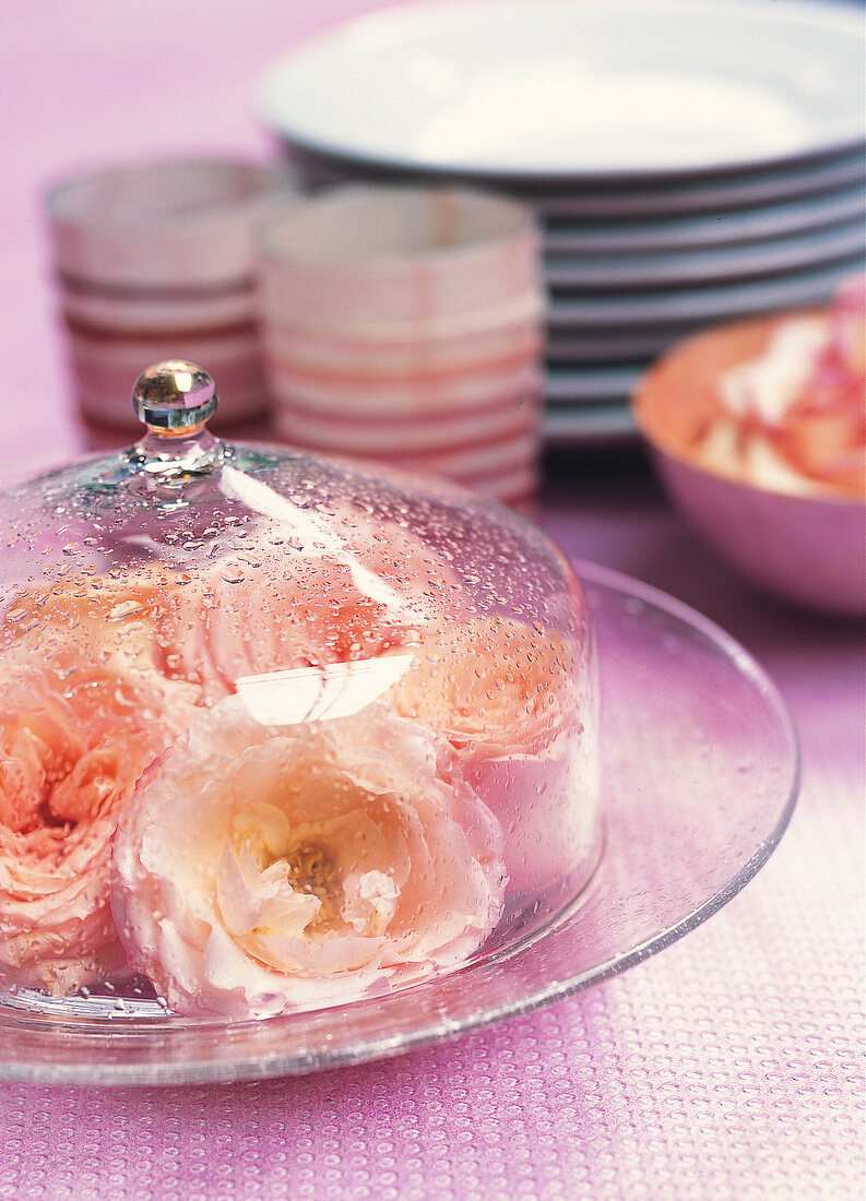 Fun in vases, rose blossoms under glass bell, water drops