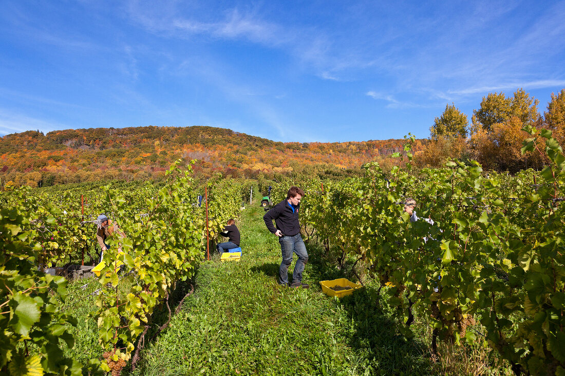 Kanada, Nova Scotia, Weinberge der Blomidon Winery, Weinlese