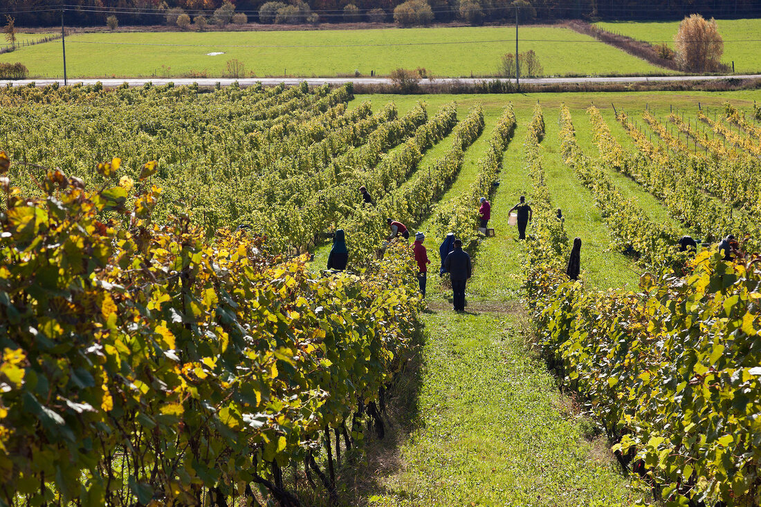 Kanada, Nova Scotia, Weinberge der Blomidon Winery, Weinlese