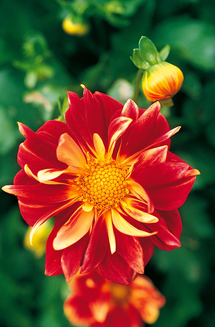 Vasenspaß, Dahlie, Dahlia