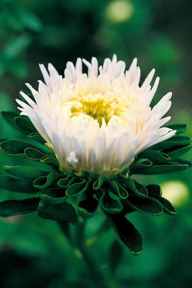 Vase fun, Aster in white, Callistephus chinesis