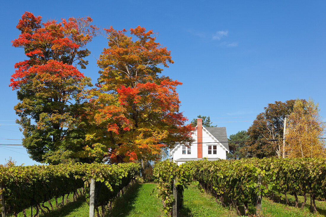 Kanada, Nova Scotia, Canning, Blomidon Estates Winery, Herbstlaub