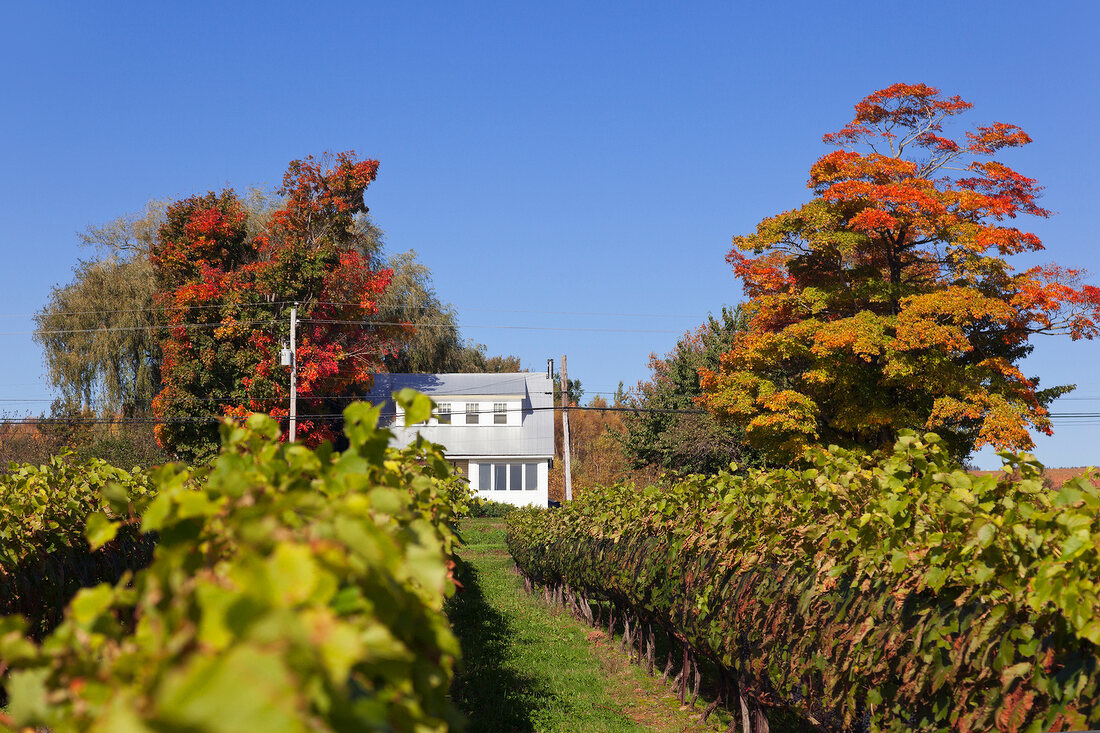 Kanada, Nova Scotia, Canning, Blomidon Estates Winery, Herbstlaub