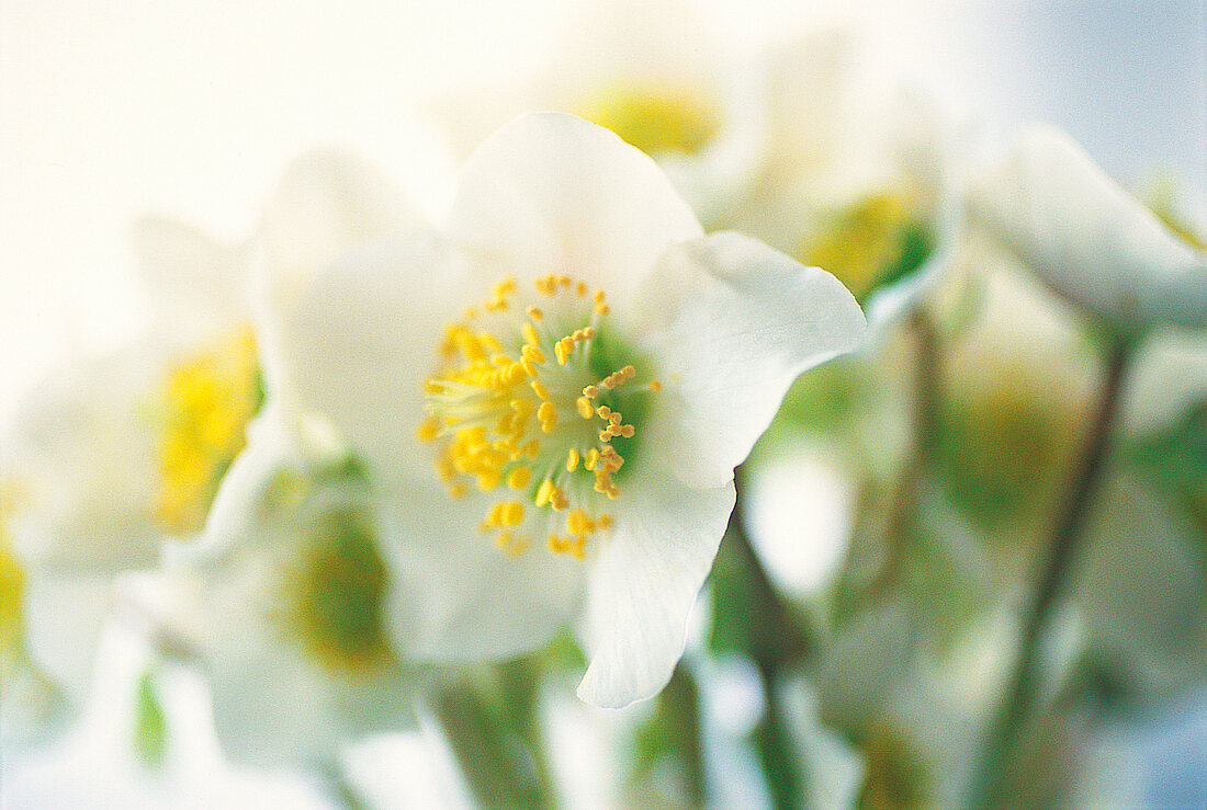 Vasenspaß, weiße Christrose, Nieswurz, Helleborus