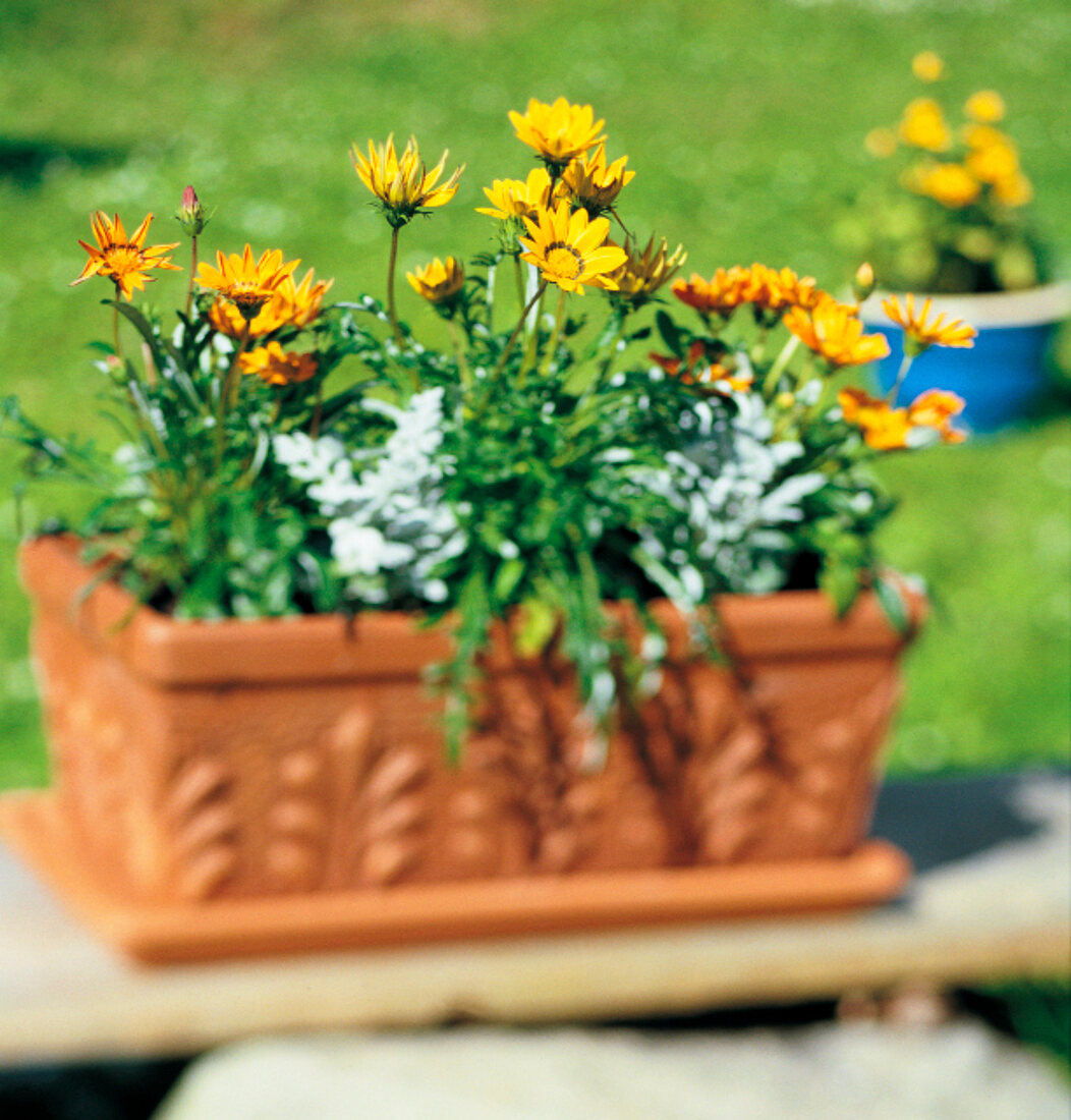 Weekend Gärtner, Blumenkübel im Garten mit gelben Blumen
