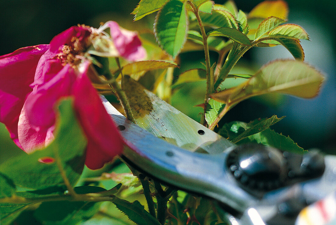 Weekend gardener, cutting off faded flowers