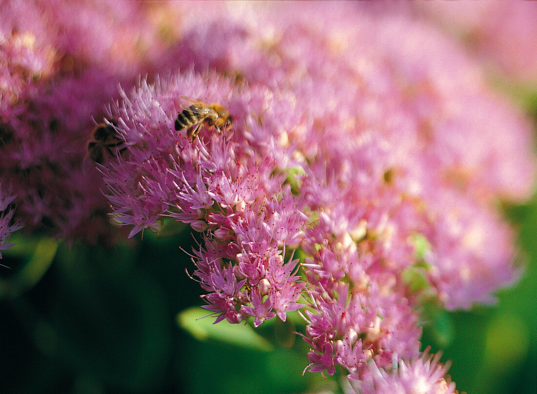 Weekend gardener, sedum in purple, purple with bee
