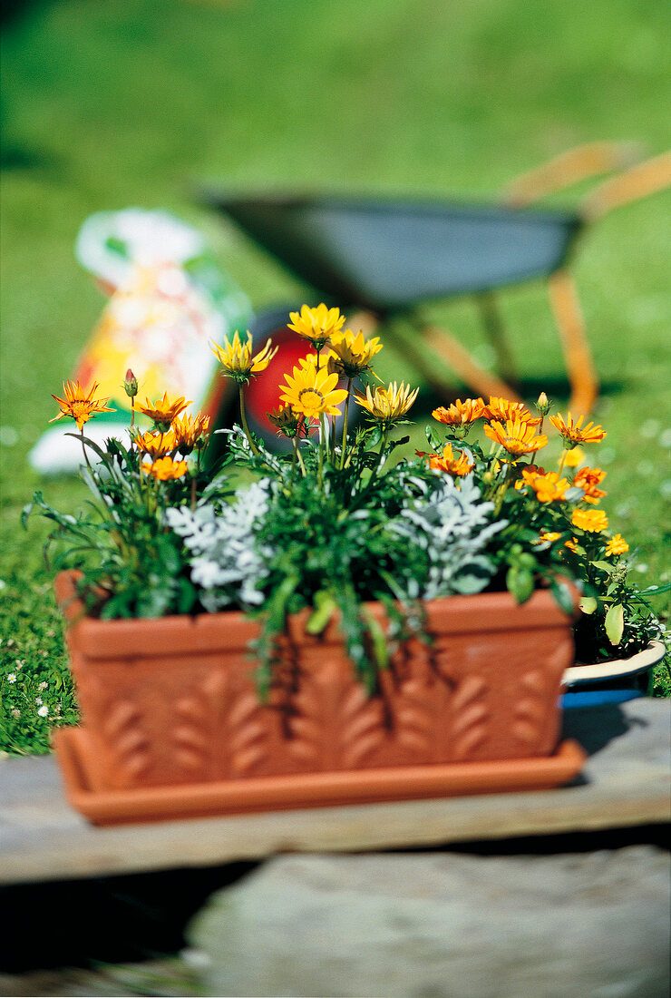 Flower pot with yellow flowers in garden