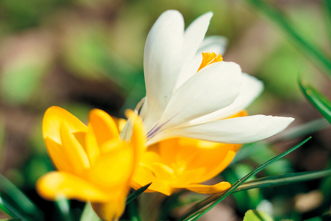 Weekend gardener, crocuses in bed, close up