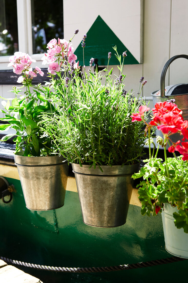 Phlox, lavender, geraniumin metal flower pots