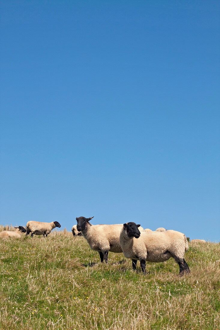 Sheeps breeding in meadow, England, UK