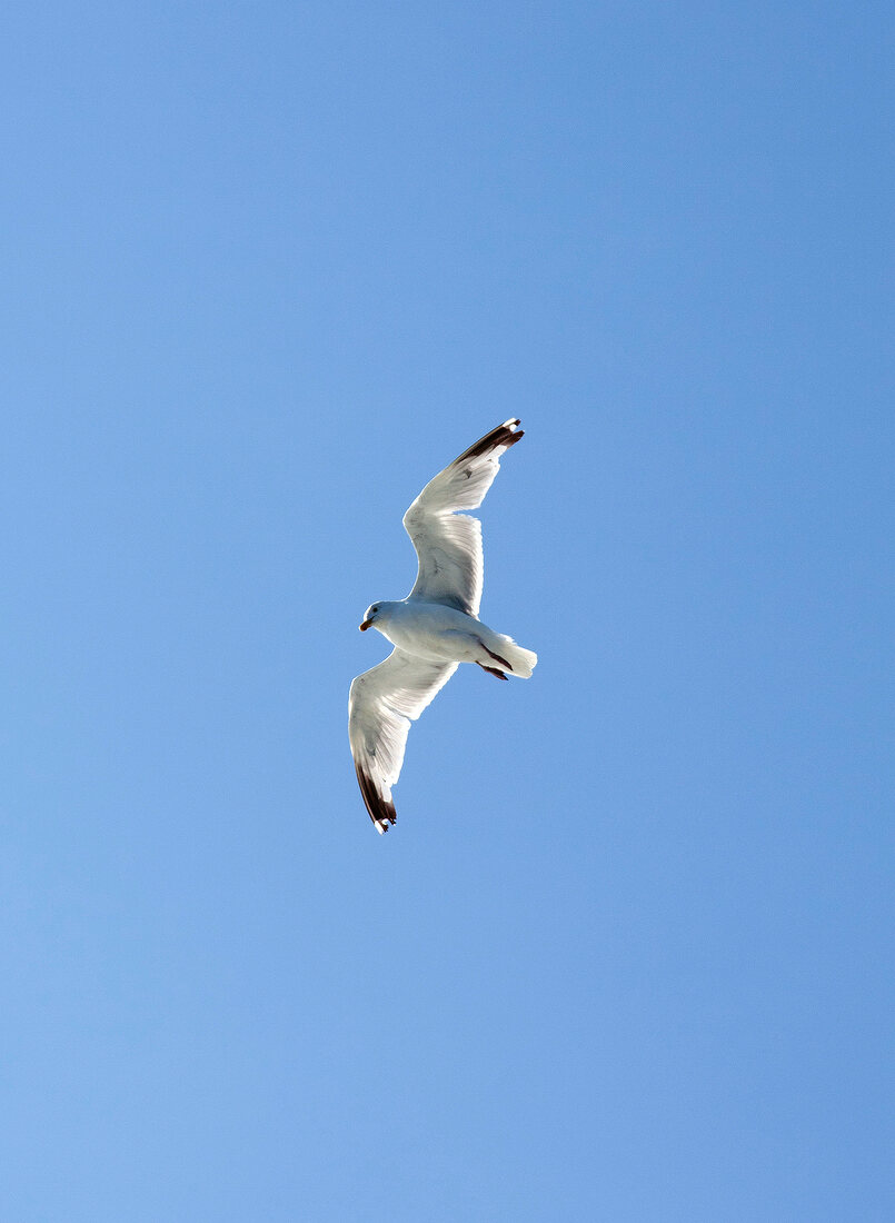 Upward view of flying seagull against blue sky, England