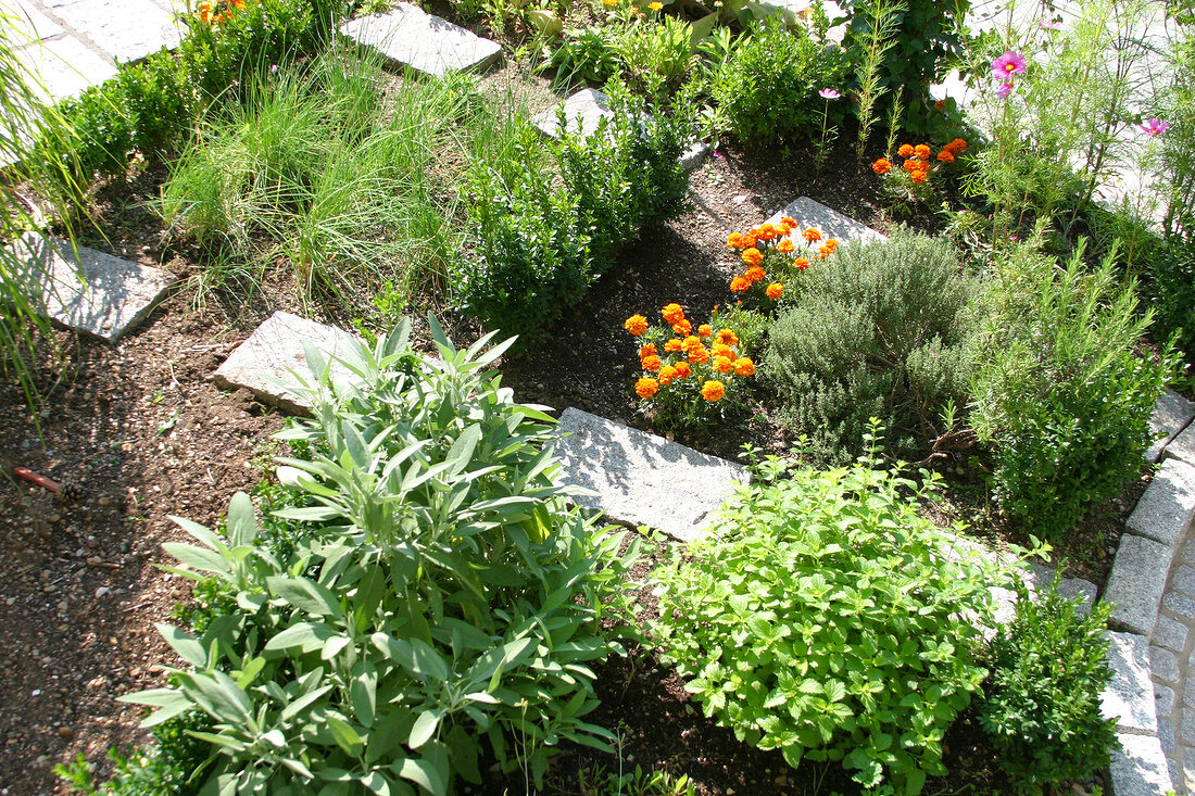 Herb garden, treads in the herb bed