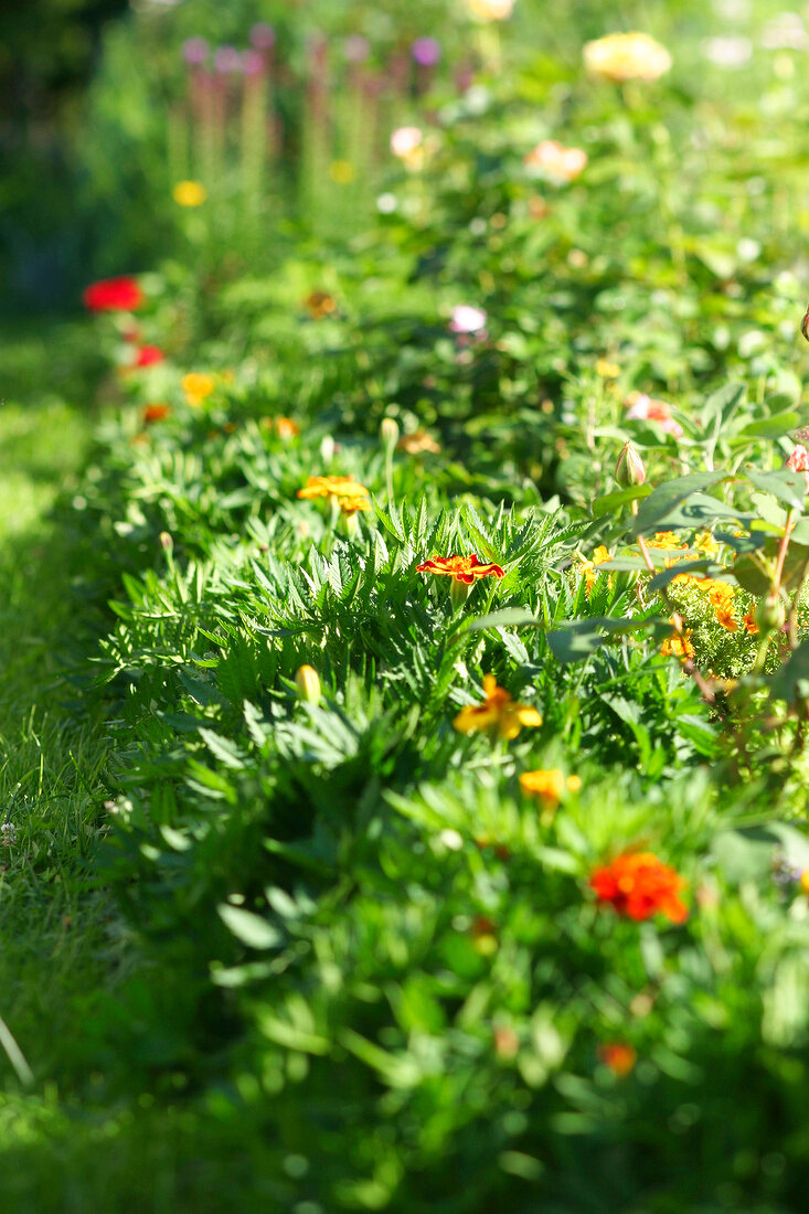 Herb garden, Tagetes form a frame around a flower bed