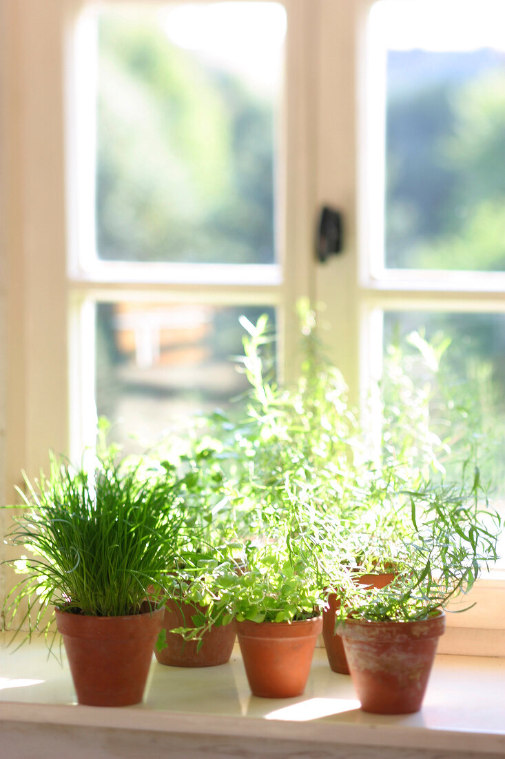 Herb garden, herb pots in front of the window
