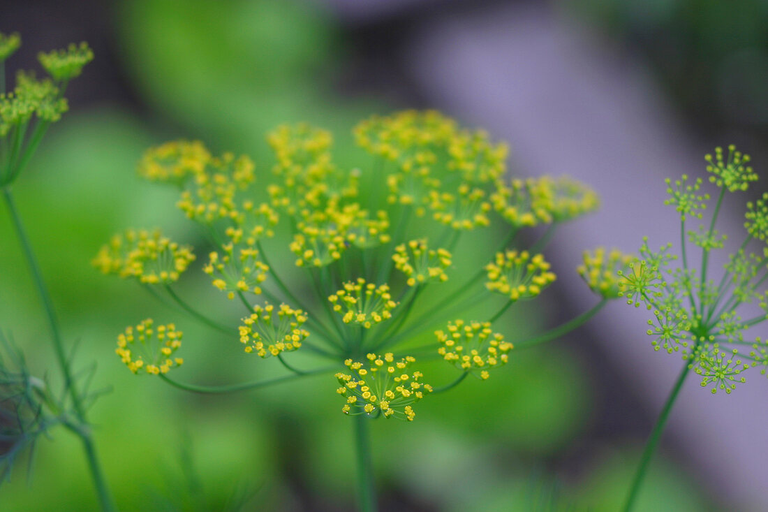 Kräutergarten, Dill