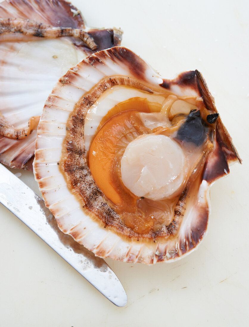 Close-up of scallops in broken shell with knife beside it
