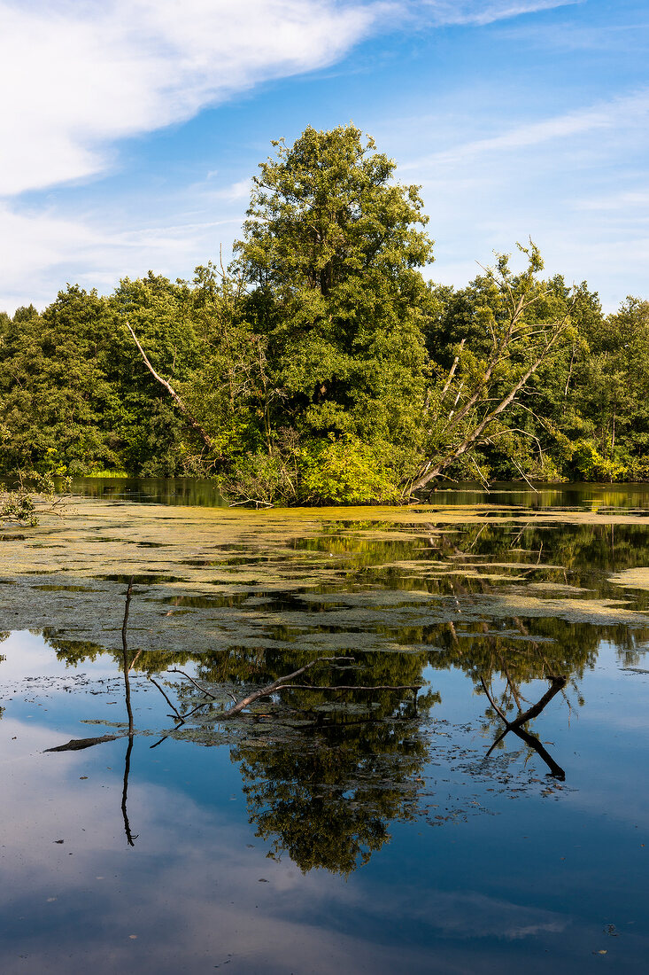 View of lake in front of trees in Schleswig Holstein, Germany