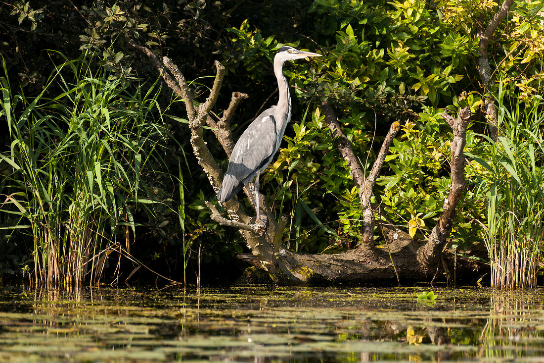 Grey Heron on tree branch in water, Lubeck, Schleswig Holstein, Germany