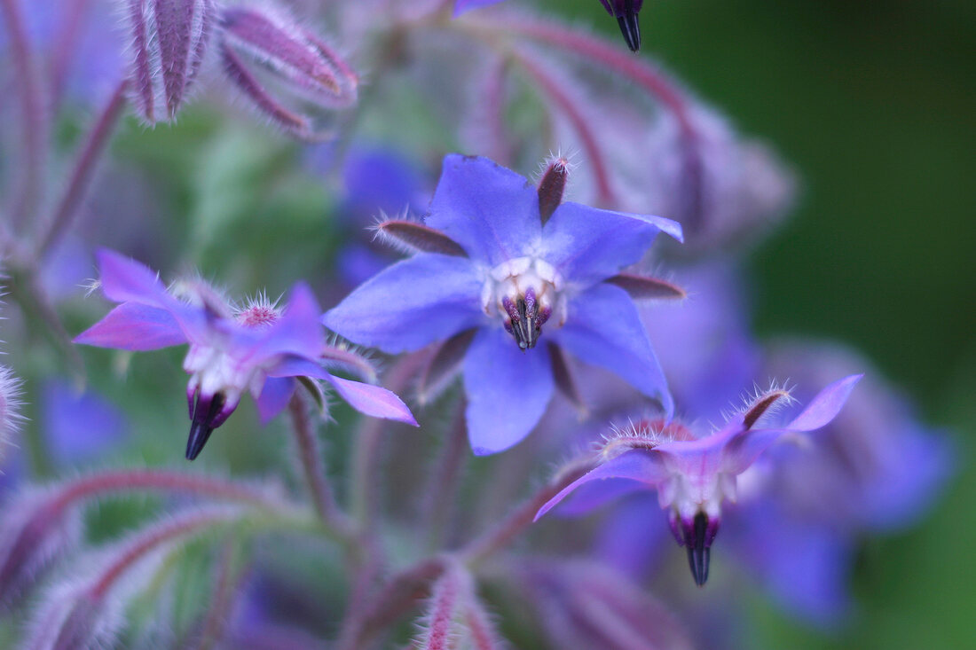 Herb garden, purple borage flowers