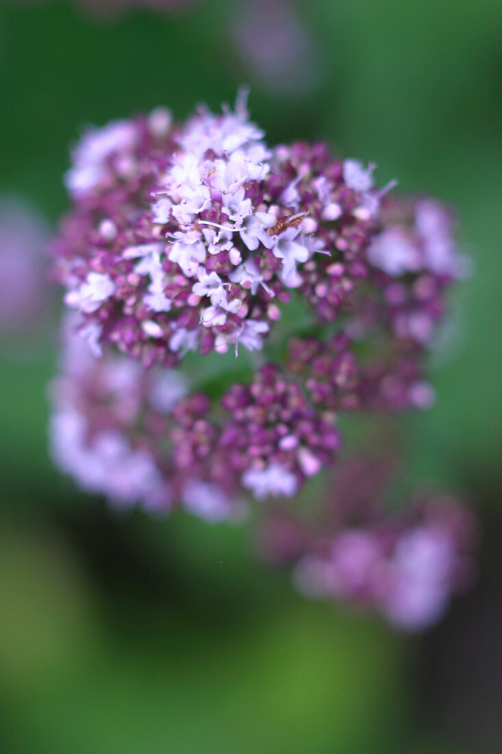 Kräutergarten, blühender Oregano