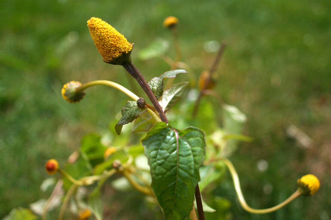 Kräutergarten, Parakresse