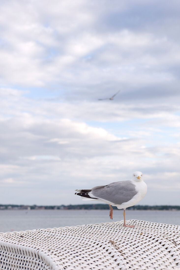 Seagull sitting on wicker at beach in Sierksdorf, Schleswig Holstein, Germany