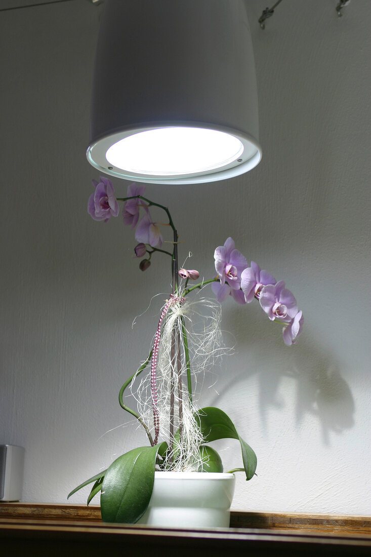 Zimmerpflanzen, Pflanzenlampe für Pflanzen in dunklen Bereichen