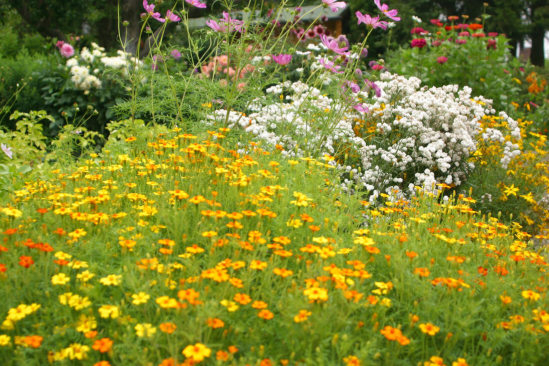 Kräutergarten, Tagetes bilden einen Rahmen um ein Beet