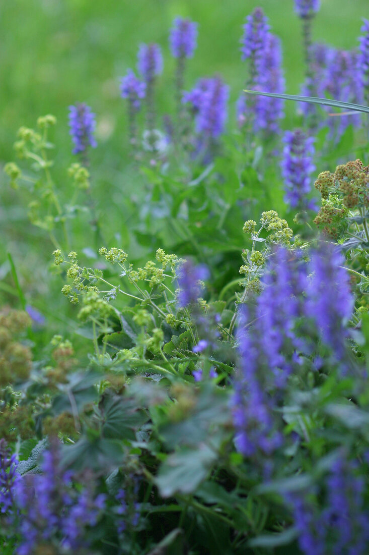 Kräutergarten, Salbei und Frauenmantel im Garten