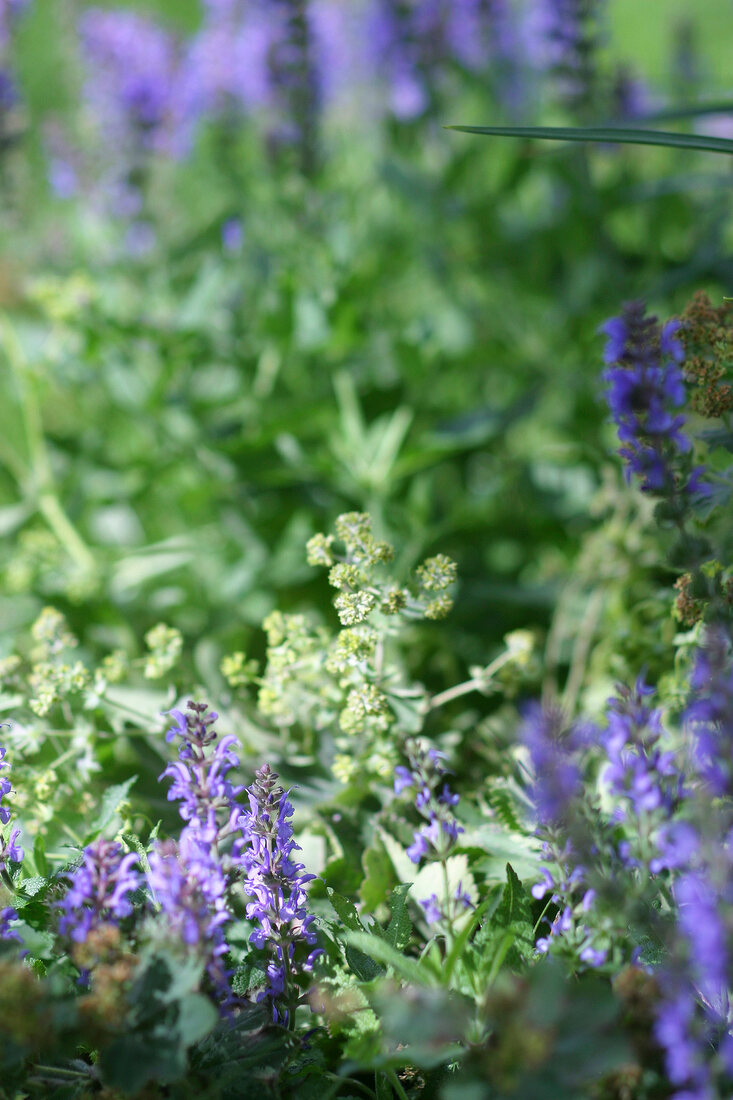 Kräutergarten, Salbei und Frauenmantel im Garten