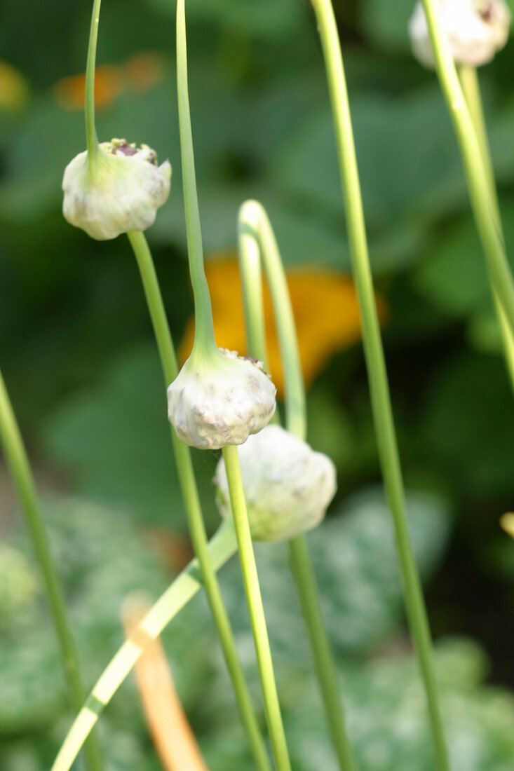 Kräutergarten, Knoblauch im Kräutergarten