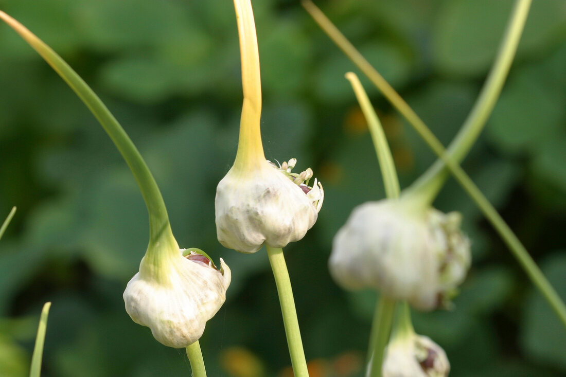 Kräutergarten, Knoblauch im Kräutergarten