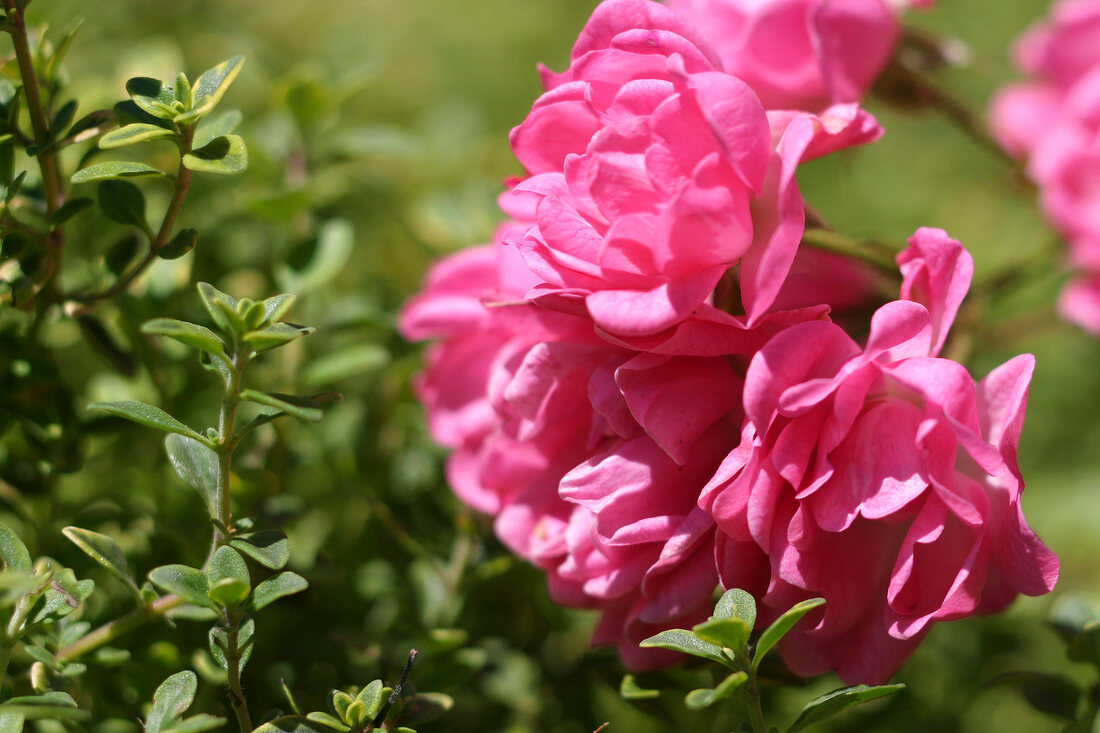 Kräutergarten, Zitronenthymian umspielt Blüten der Zwergrose