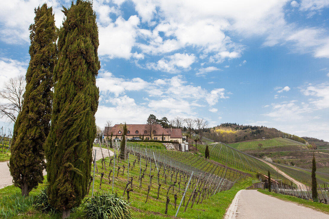 Exterior of building at state winery at Blankenhorn's mountain, Freiburg