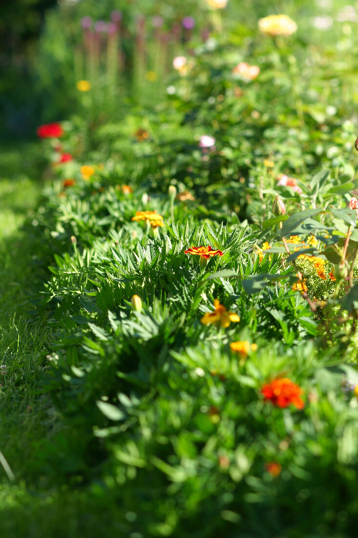 Kräutergarten, Tagetes bilden einen Rahmen um ein Beet