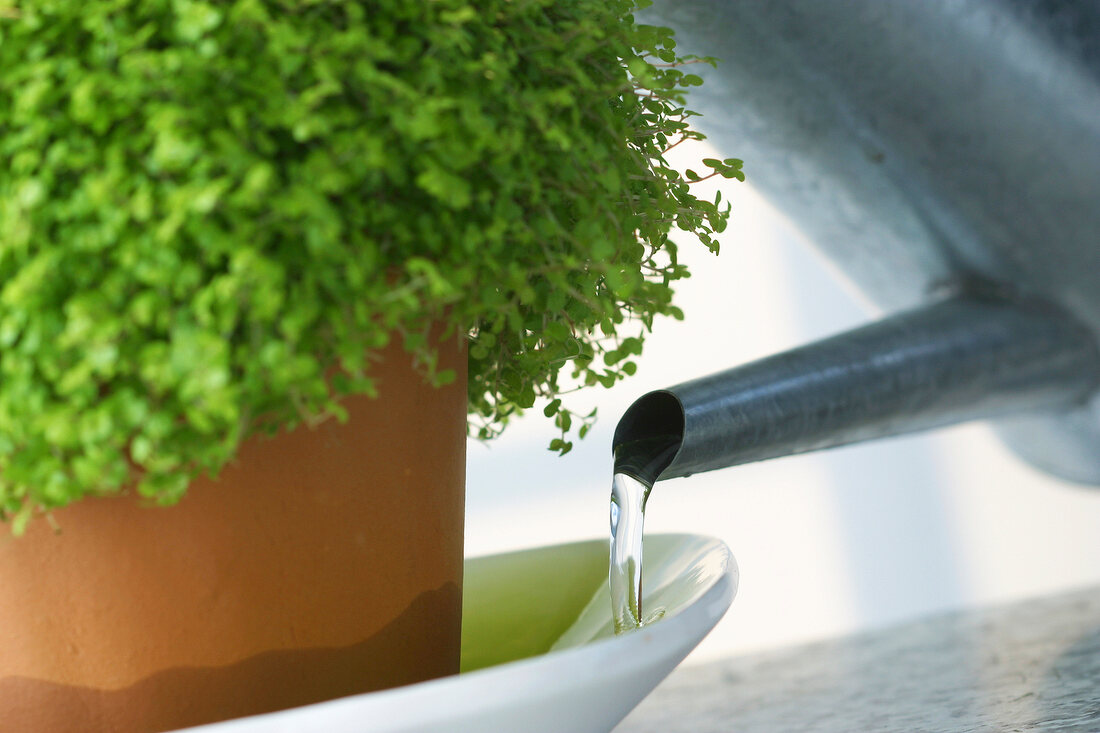 Zimmerpflanzen, Bubiköpfchen bekommt Wasser im Untersetzer